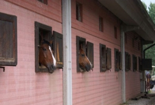  caballos -99- senderismo en el verde 